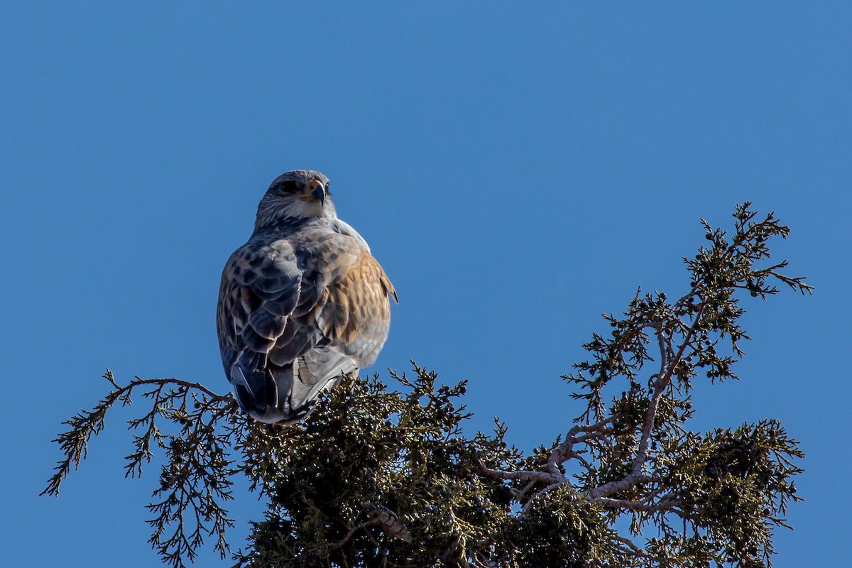 Ferruginous Hawk - ML546309731