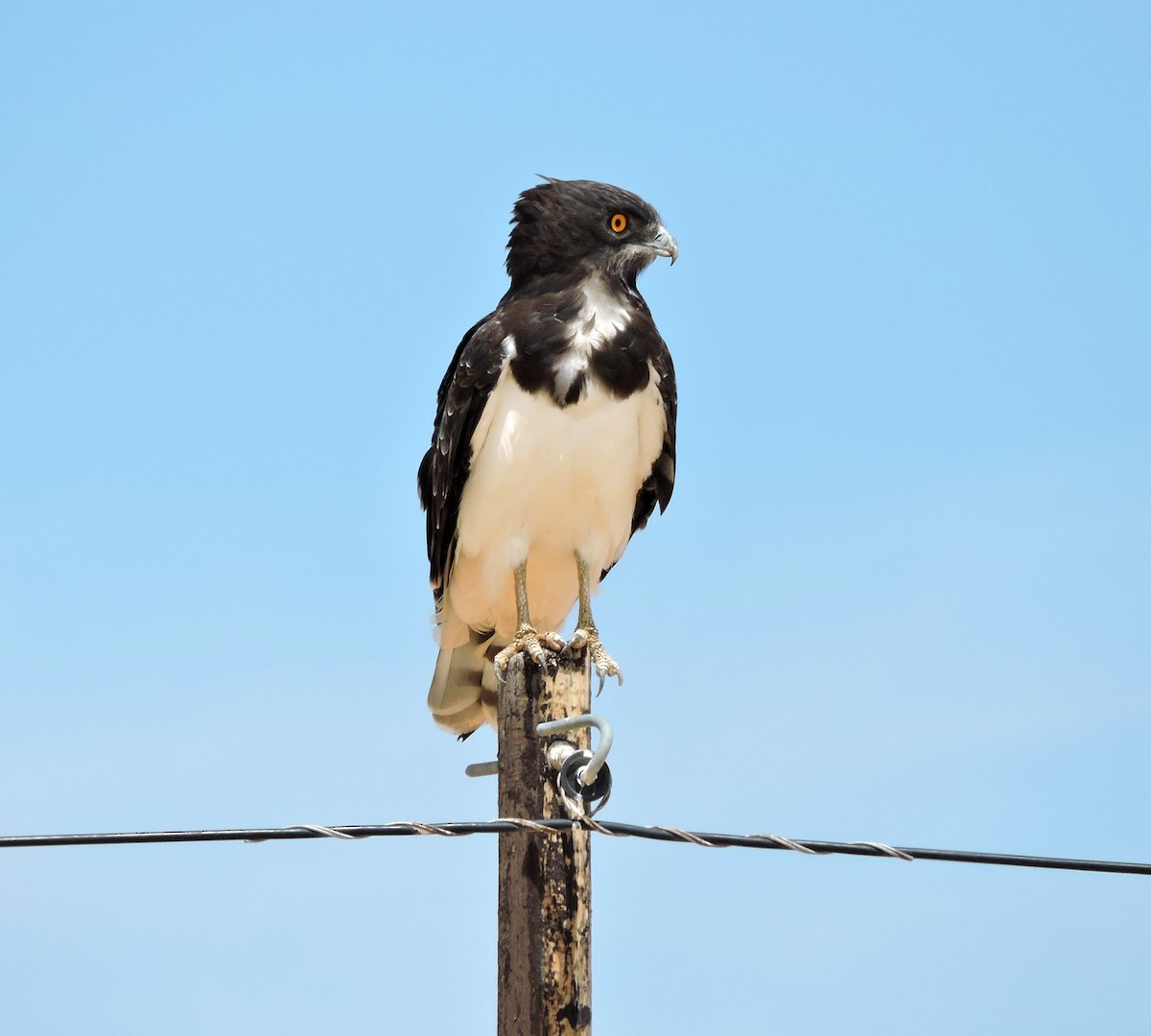 Black-chested Snake-Eagle - ML54631031