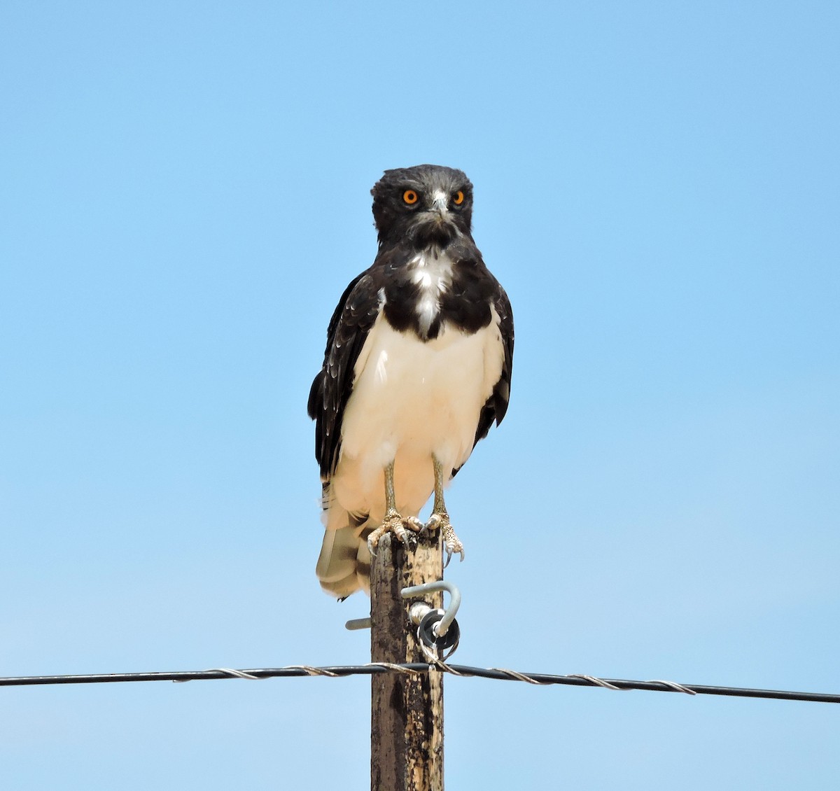 Black-chested Snake-Eagle - ML54631041