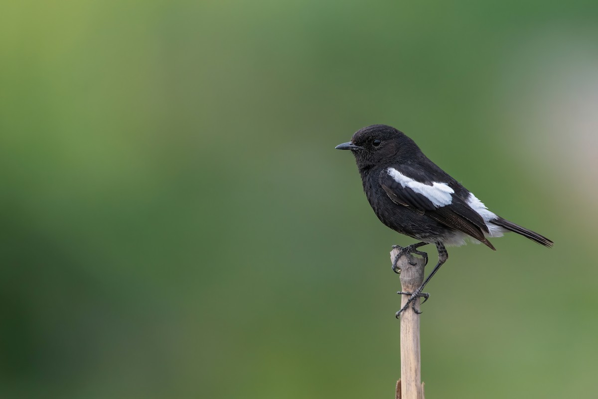 Pied Bushchat - Deepak Budhathoki 🦉