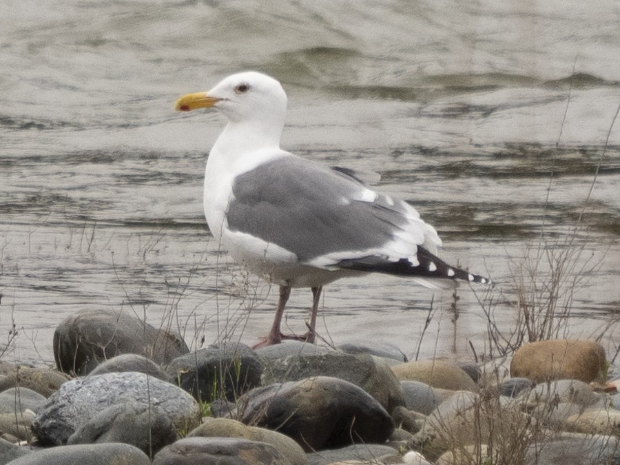 Western Gull - Douglas Herr