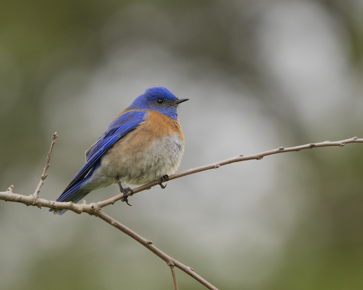 Western Bluebird - ML546312761