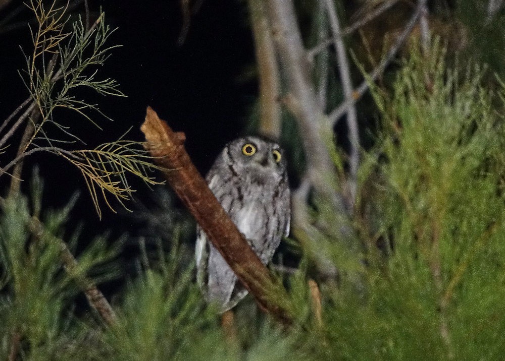 Western Screech-Owl - ML546312901