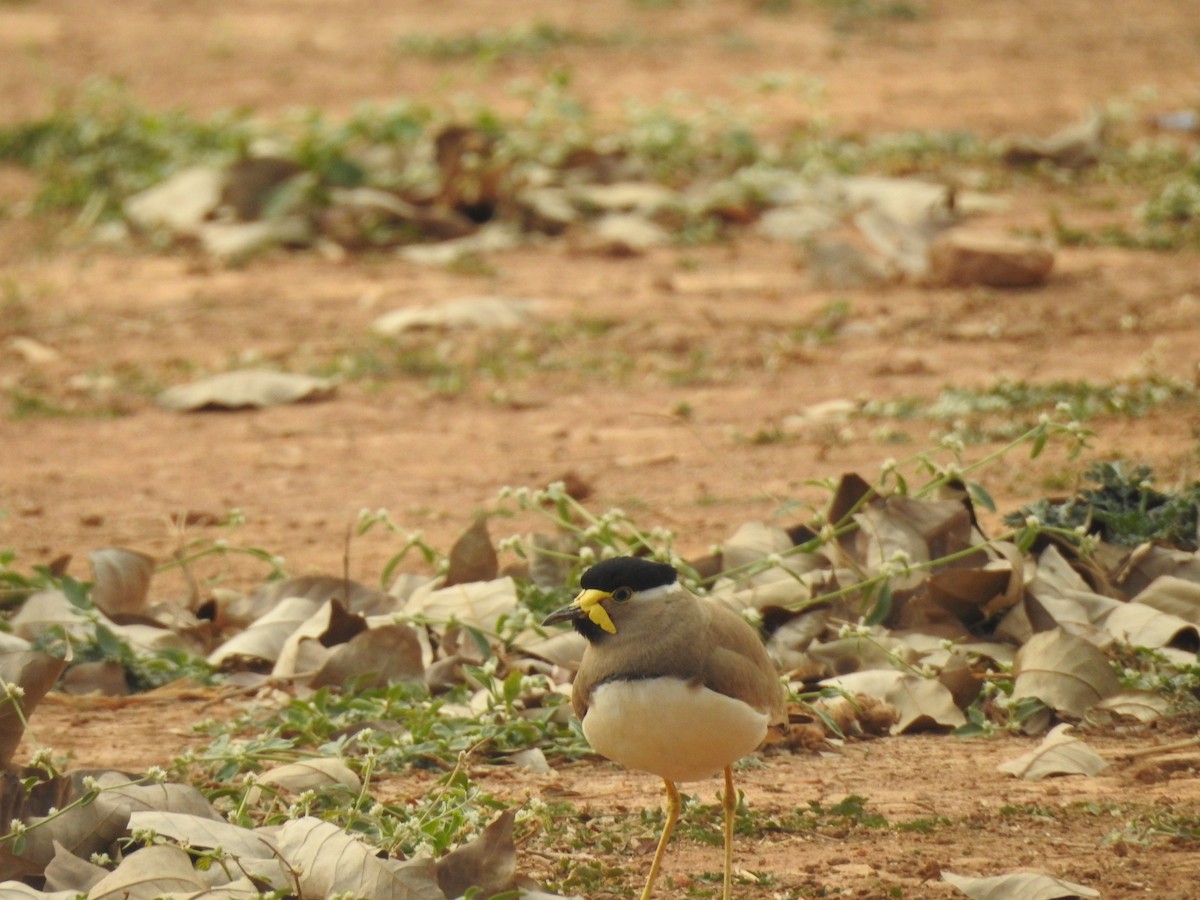 Yellow-wattled Lapwing - ML546314211