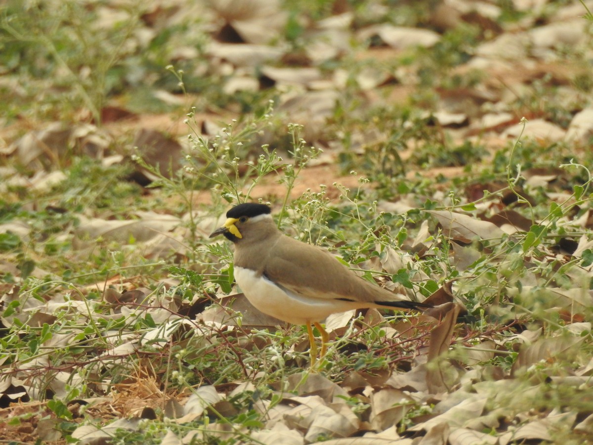 Yellow-wattled Lapwing - Mohan Asampalli - GKVK