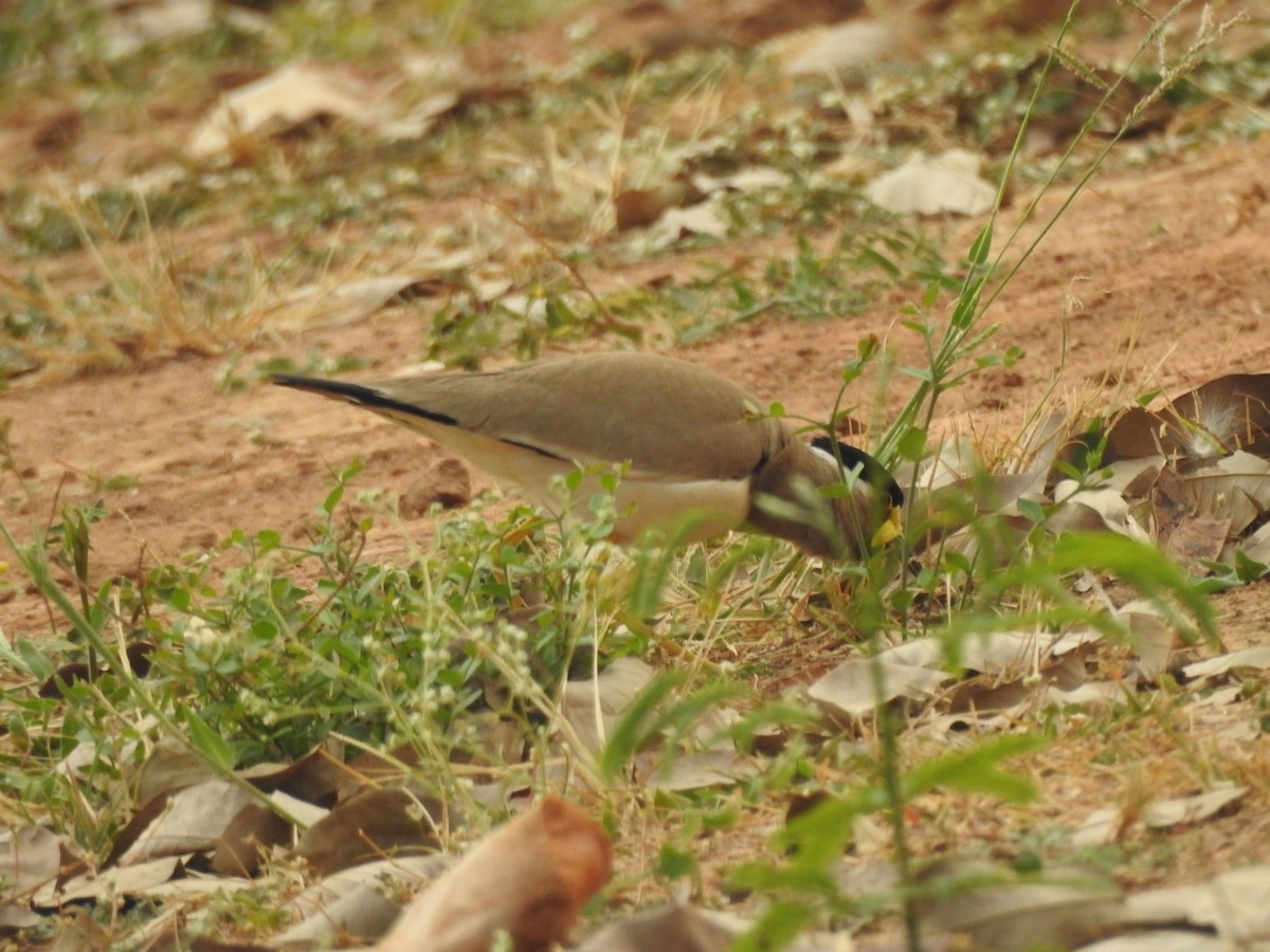 Yellow-wattled Lapwing - ML546314231