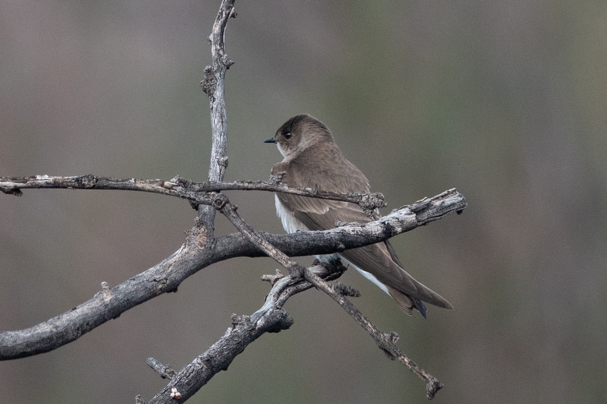 Northern Rough-winged Swallow - ML546315051