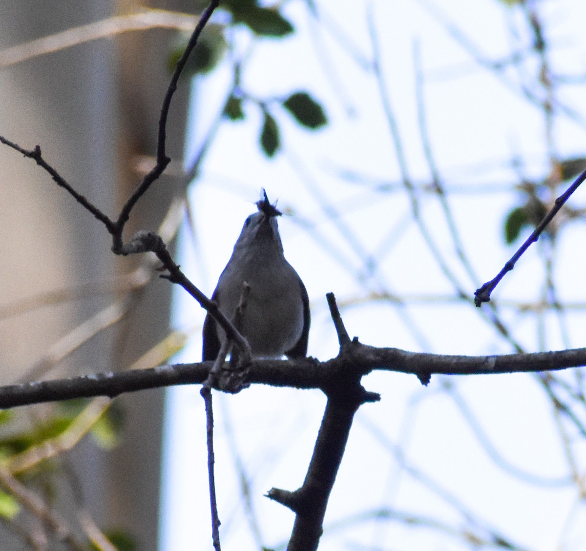 Mésange unicolore - ML546315741