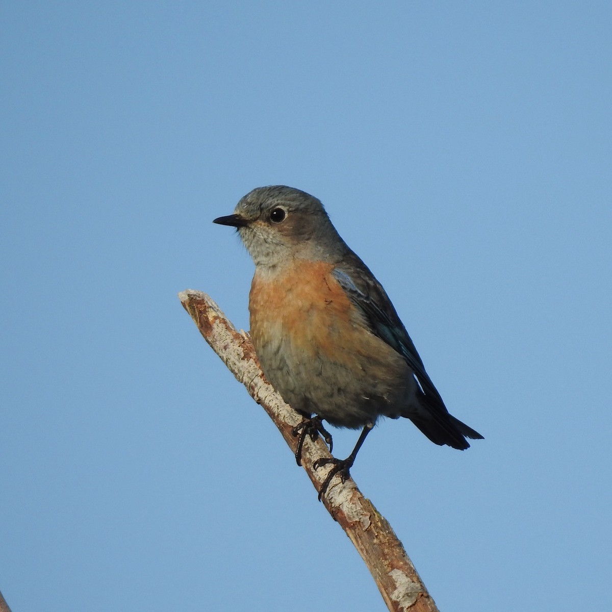 Western Bluebird - ML546316031