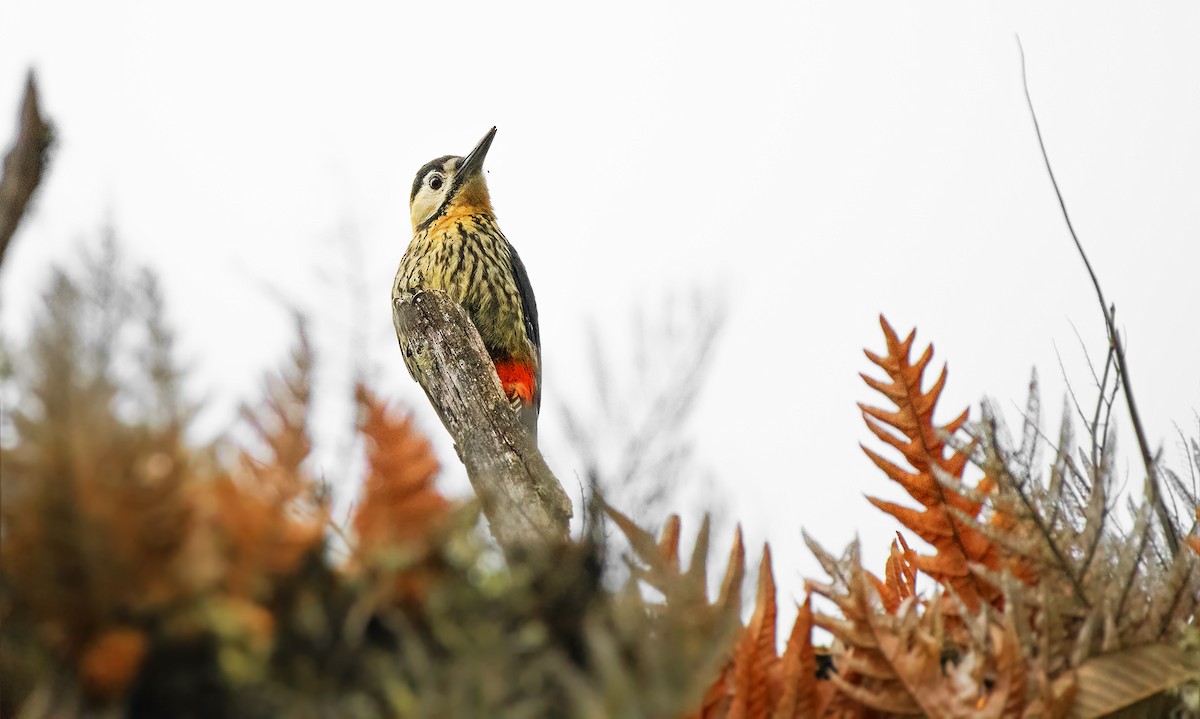 Darjeeling Woodpecker - ML546316821