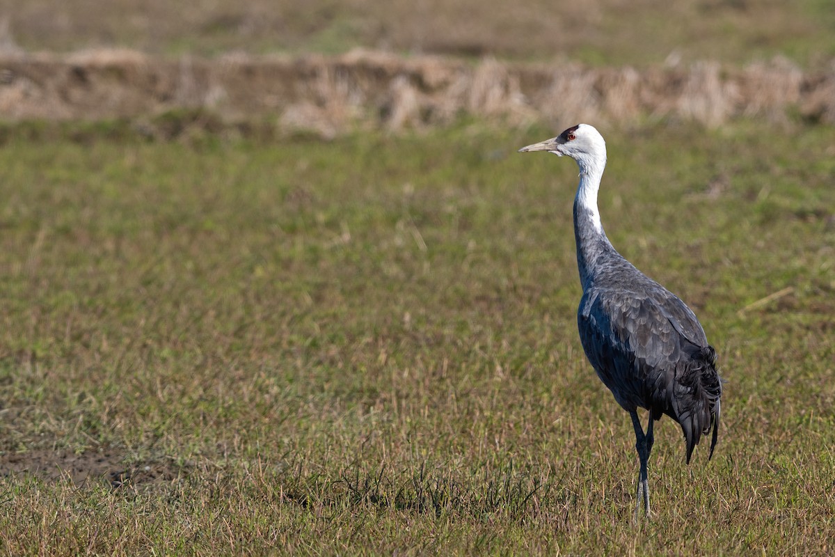 Hooded Crane - ML546317221