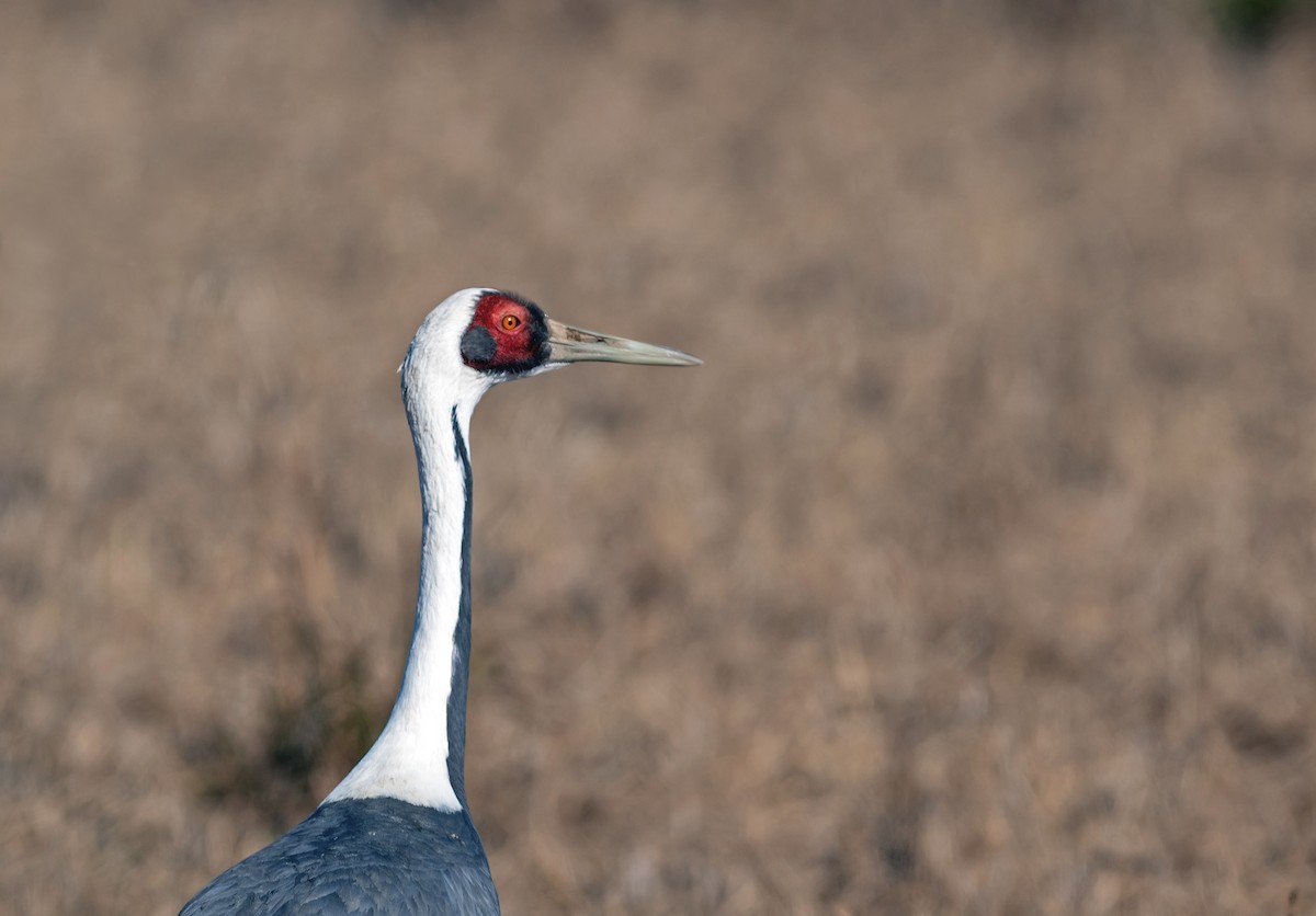 White-naped Crane - ML546317241