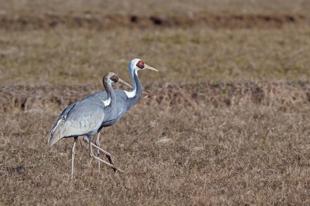 White-naped Crane - ML546317251