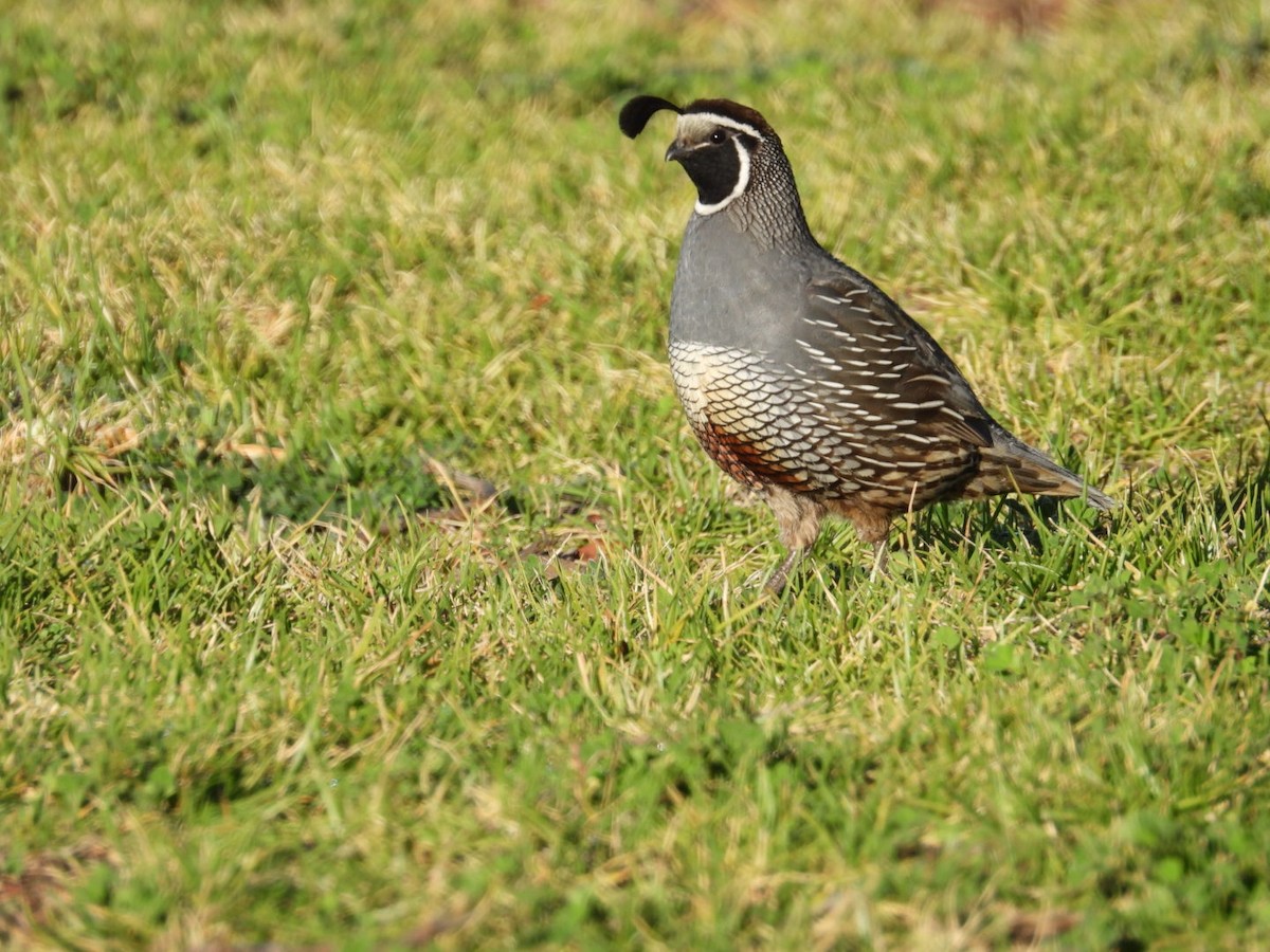 California Quail - ML546317301