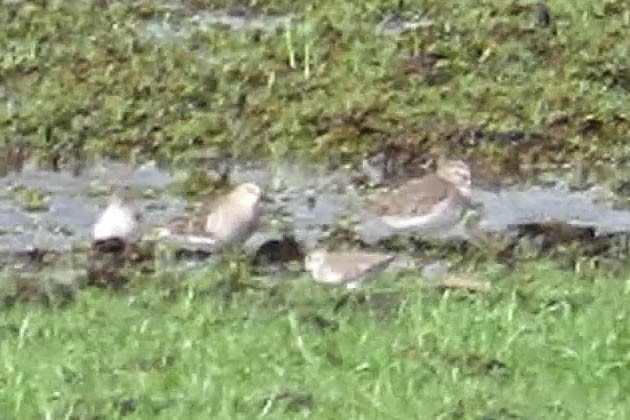 shorebird sp. - Colette Micallef