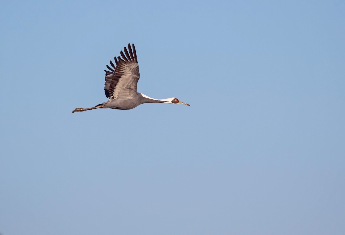 White-naped Crane - Justin Peter