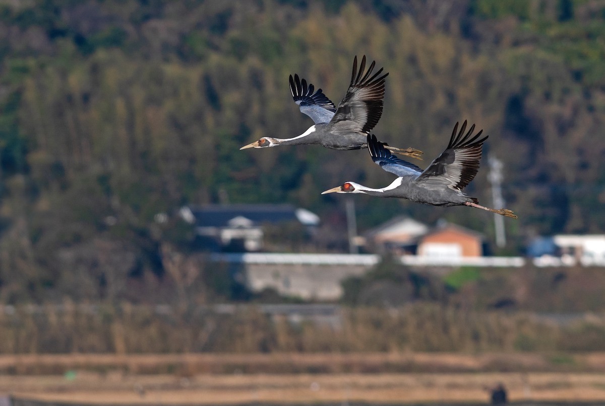 Grue à cou blanc - ML546317591