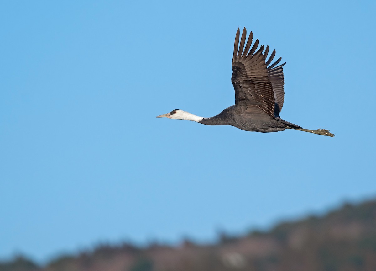 Grue moine - ML546317661