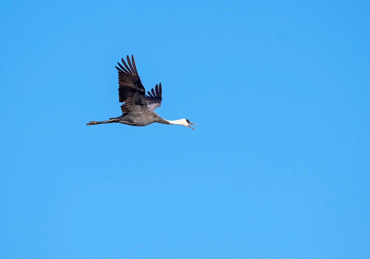 Hooded Crane - ML546317671