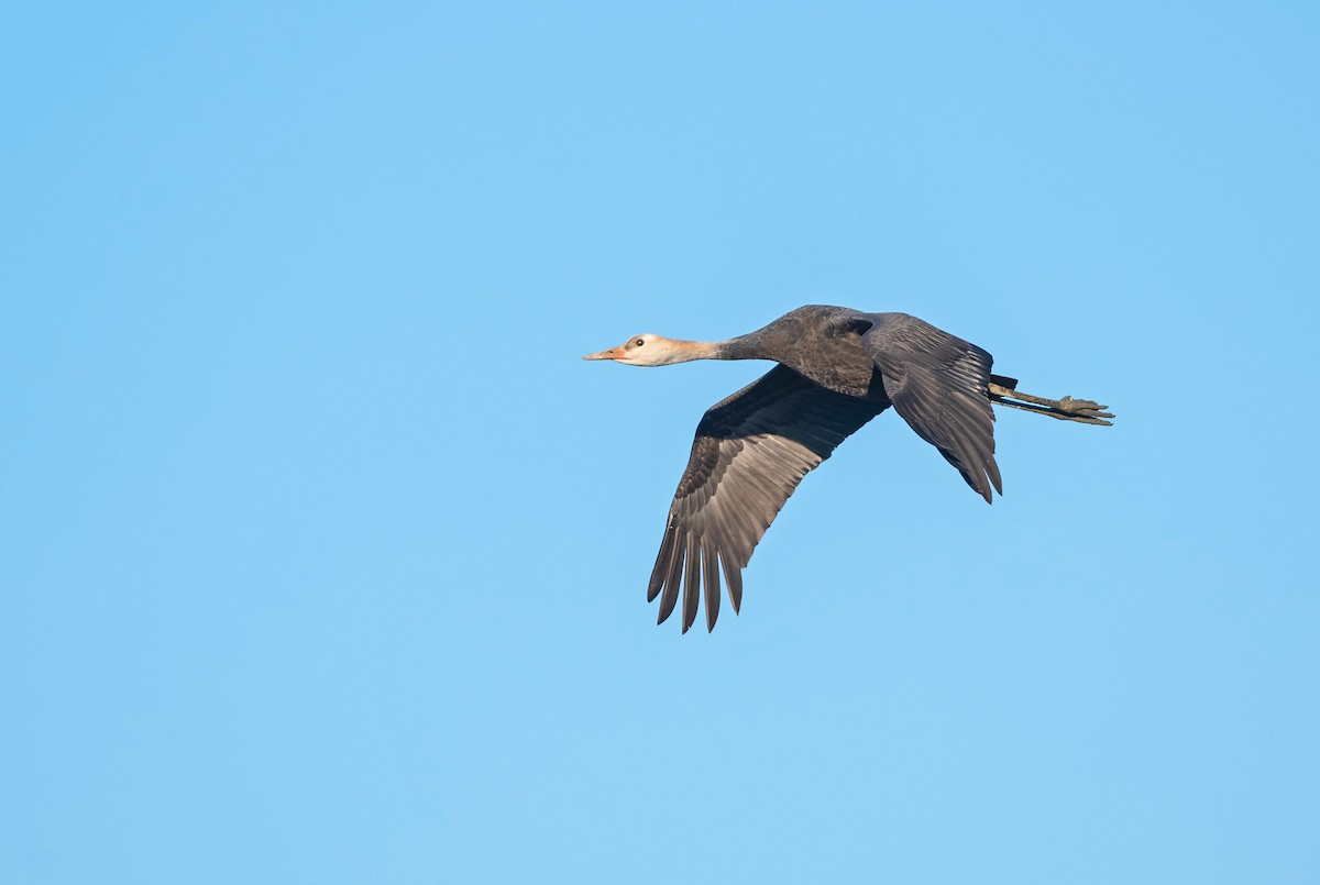 Hooded Crane - Justin Peter