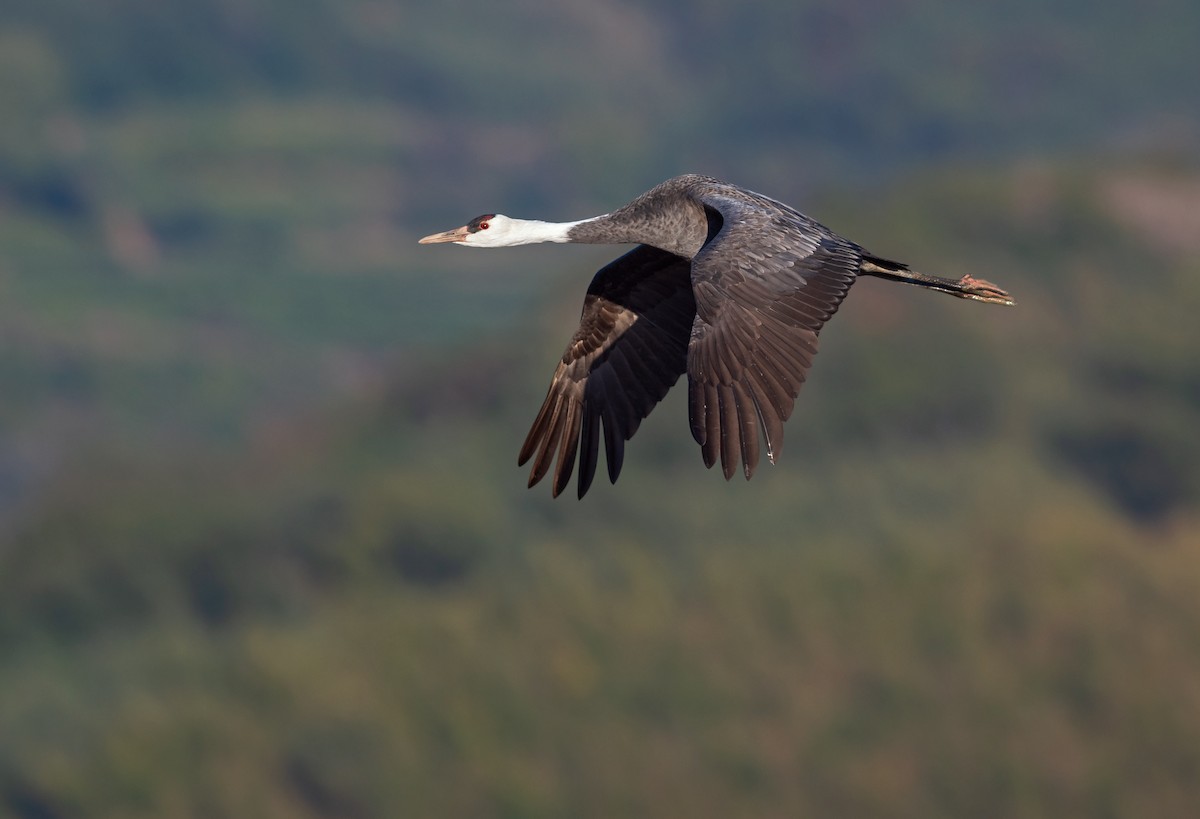 Hooded Crane - ML546317691