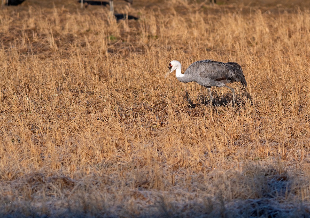 Grue moine - ML546317701