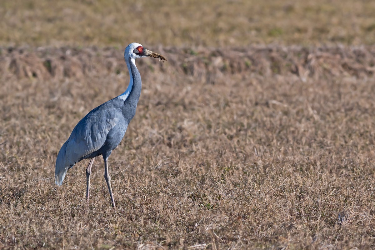 White-naped Crane - Justin Peter