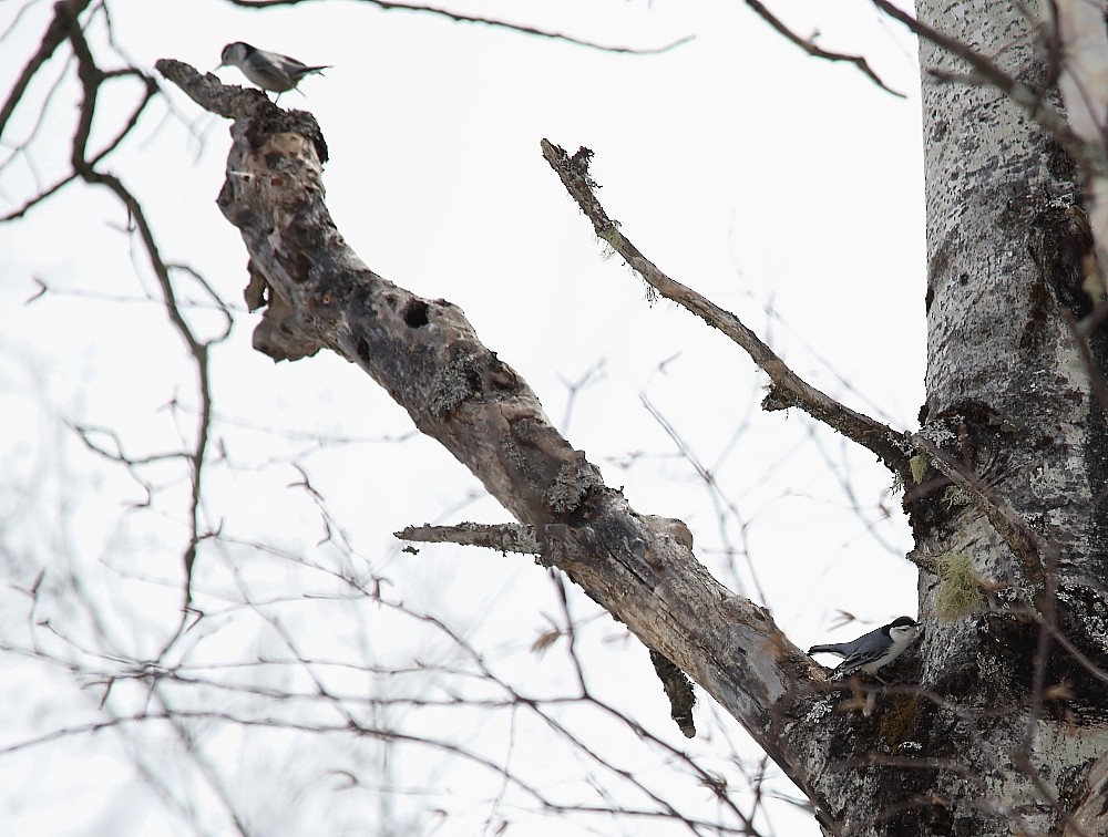 White-breasted Nuthatch - ML54631901