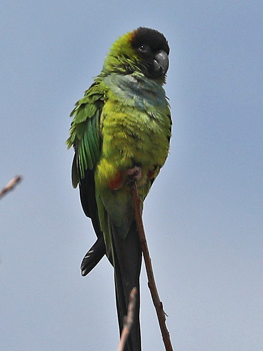 Conure nanday - ML546319211