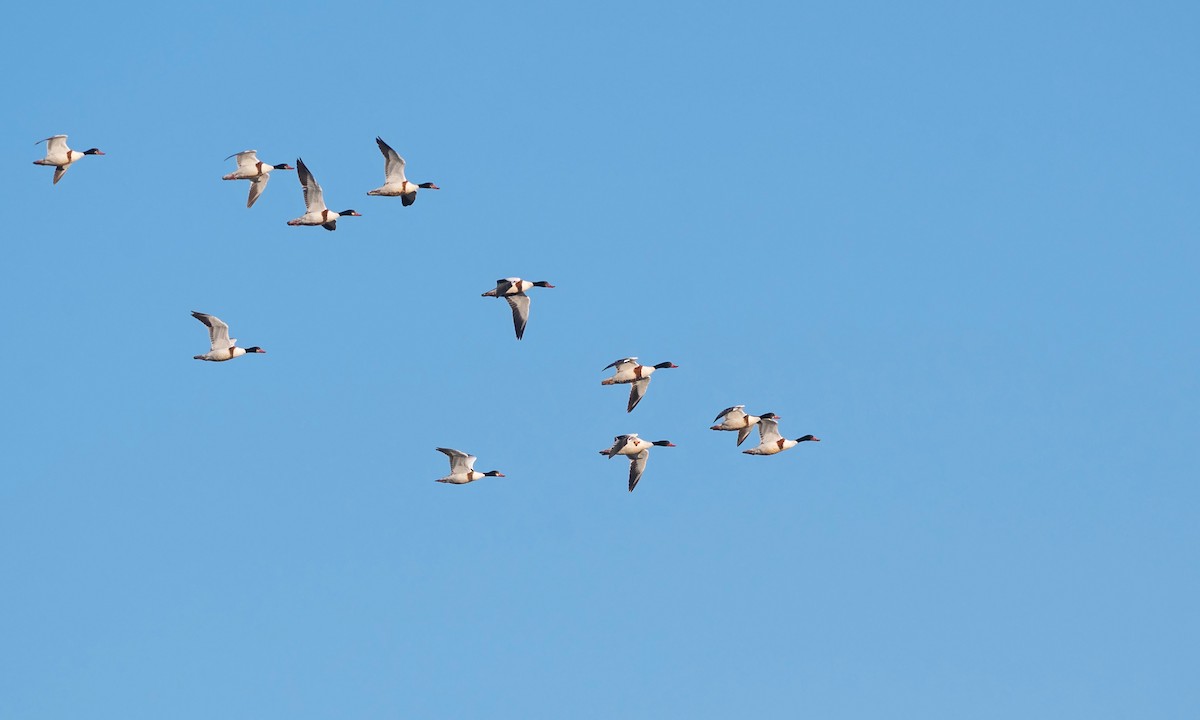Tadorne de Belon - ML546319791