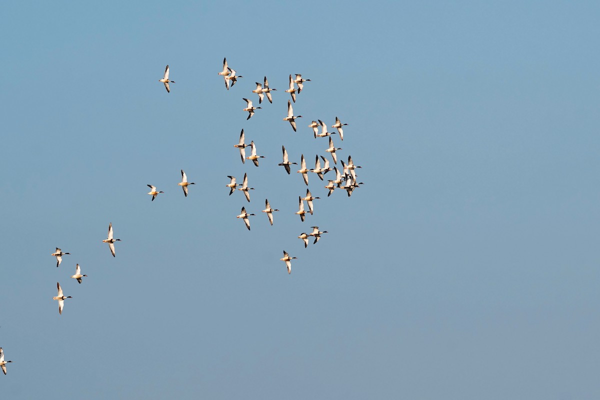 Common Shelduck - Justin Peter