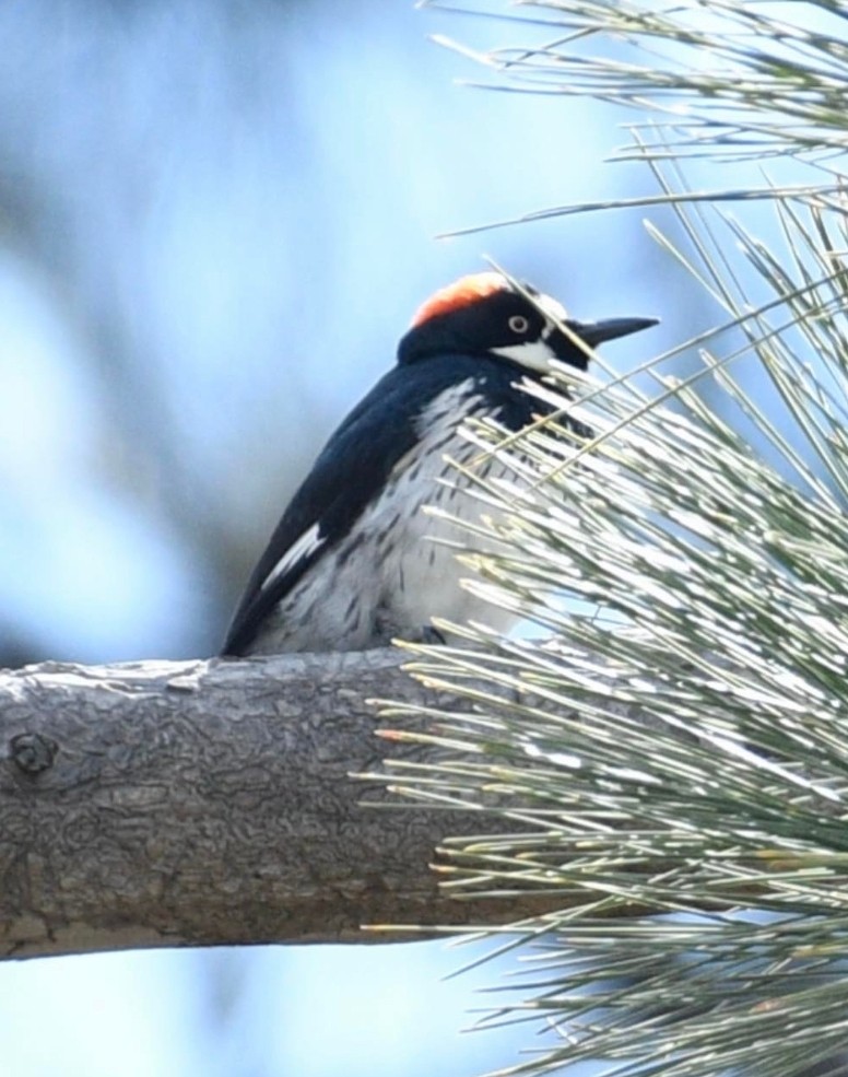 Acorn Woodpecker - ML546320151