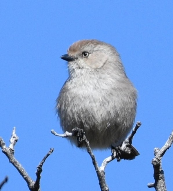 Bushtit - KC Childs