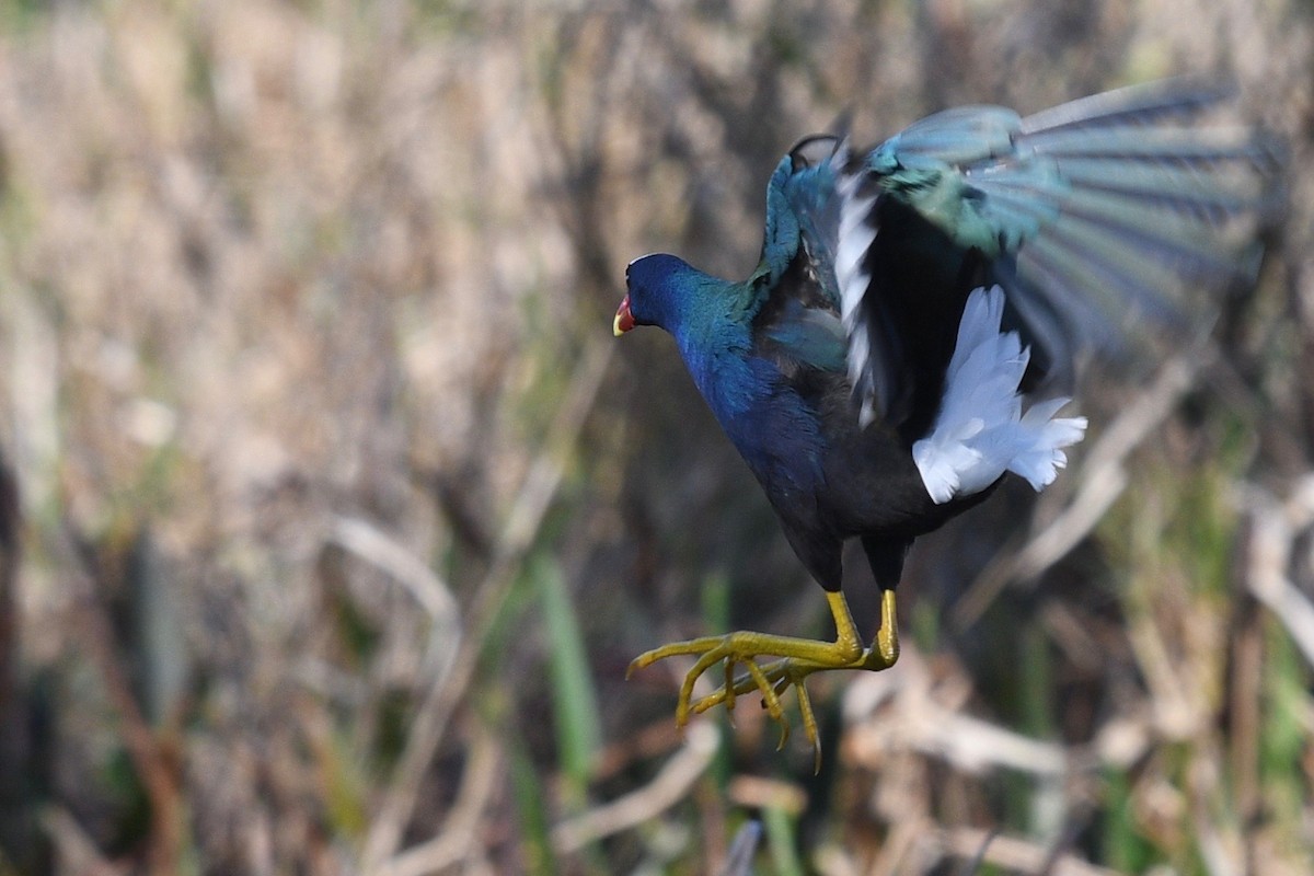 Purple Gallinule - ML546320271