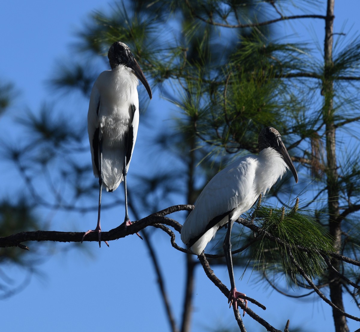 Wood Stork - ML546320331