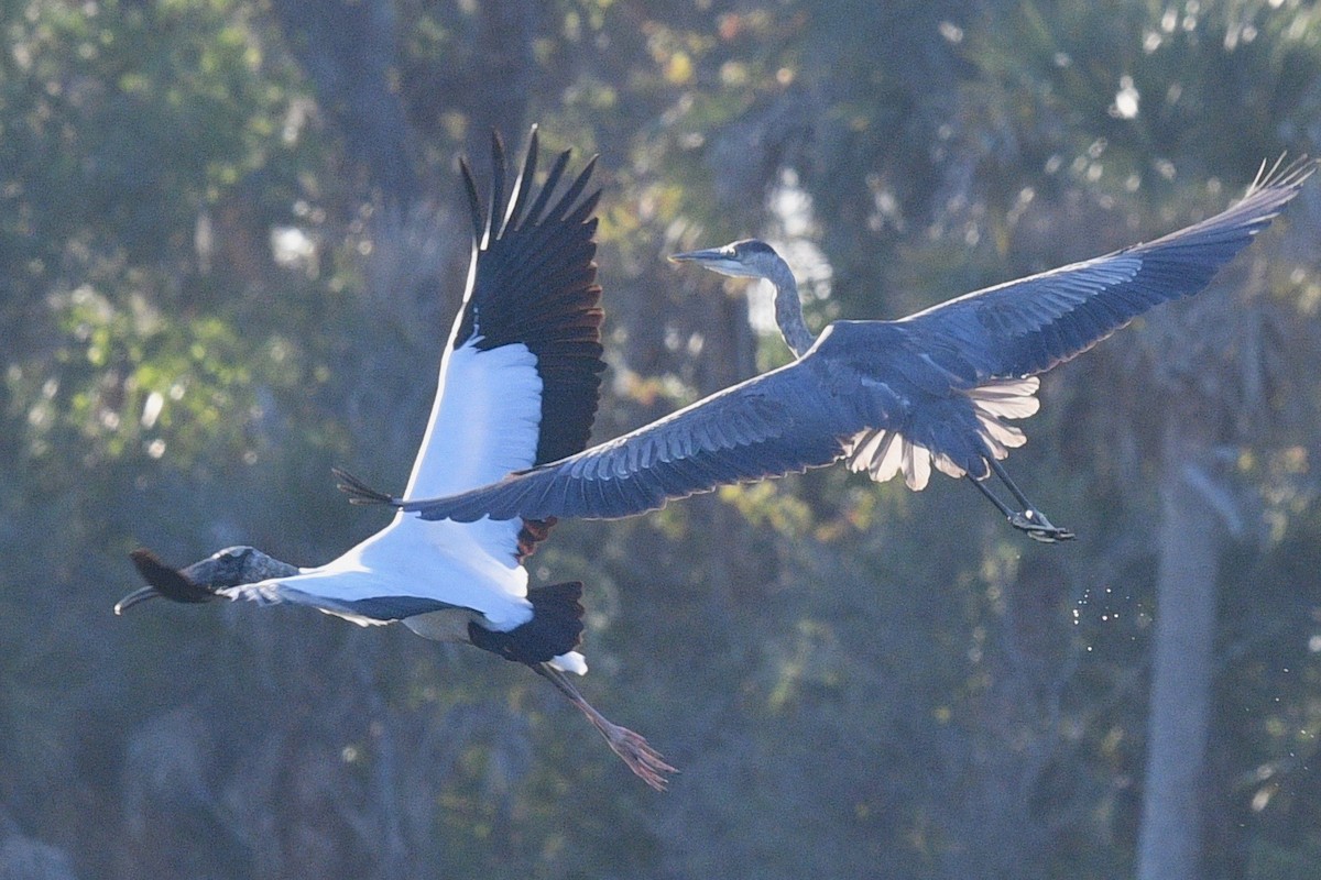 Great Blue Heron - barbara segal