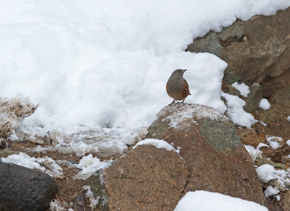 Alpine Accentor - ML546320691