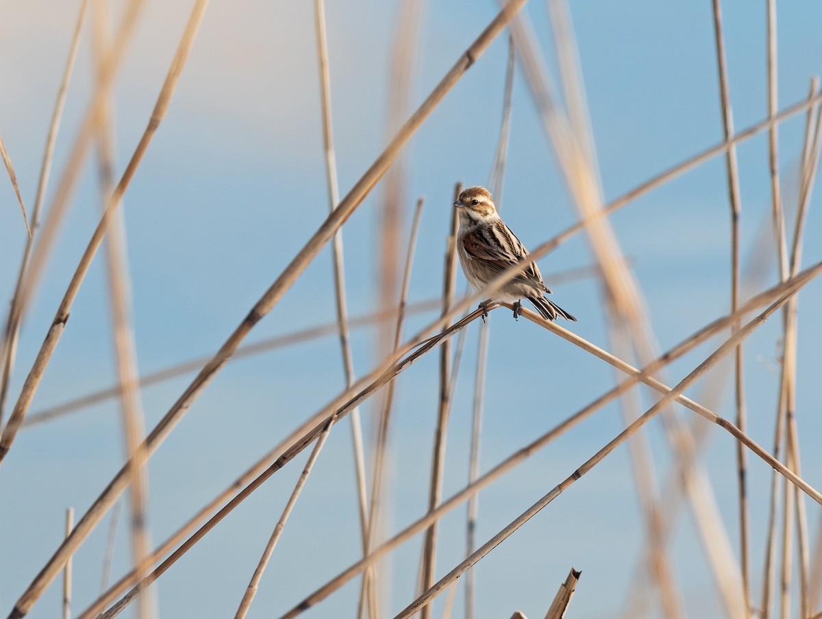 Reed Bunting - Justin Peter