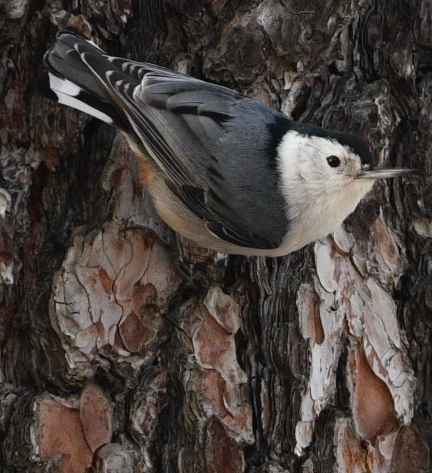 White-breasted Nuthatch - ML546321131