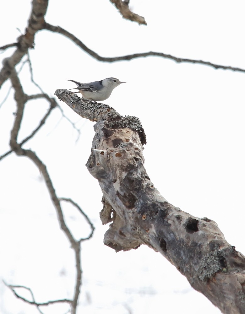 White-breasted Nuthatch - ML54632121