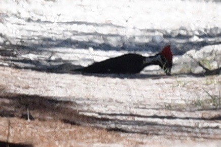 Pileated Woodpecker - ML546321261