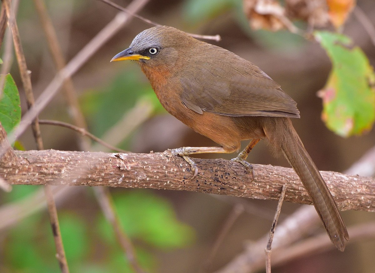 Rufous Babbler - ML546321301
