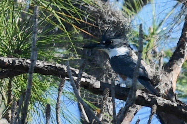 Belted Kingfisher - ML546322011