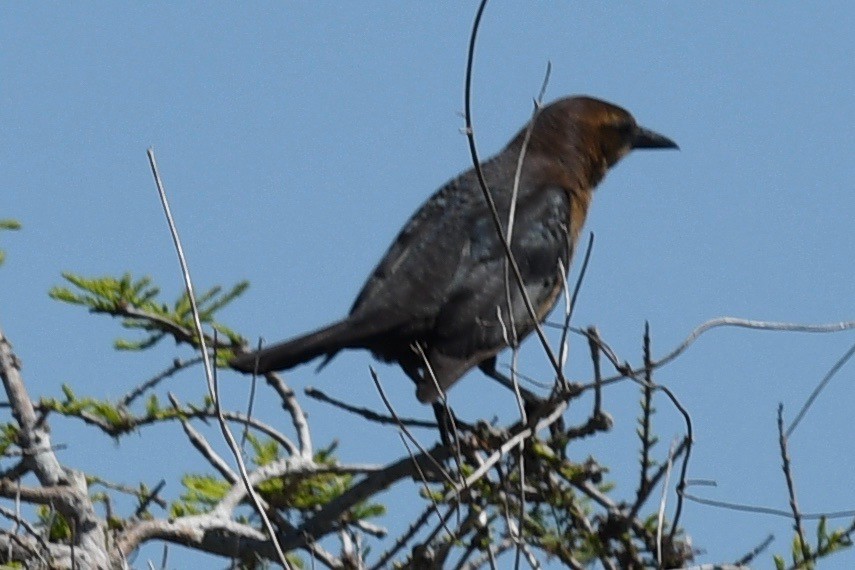 Boat-tailed Grackle - ML546322361
