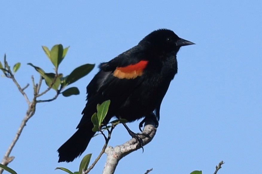 Red-winged Blackbird - ML546322831