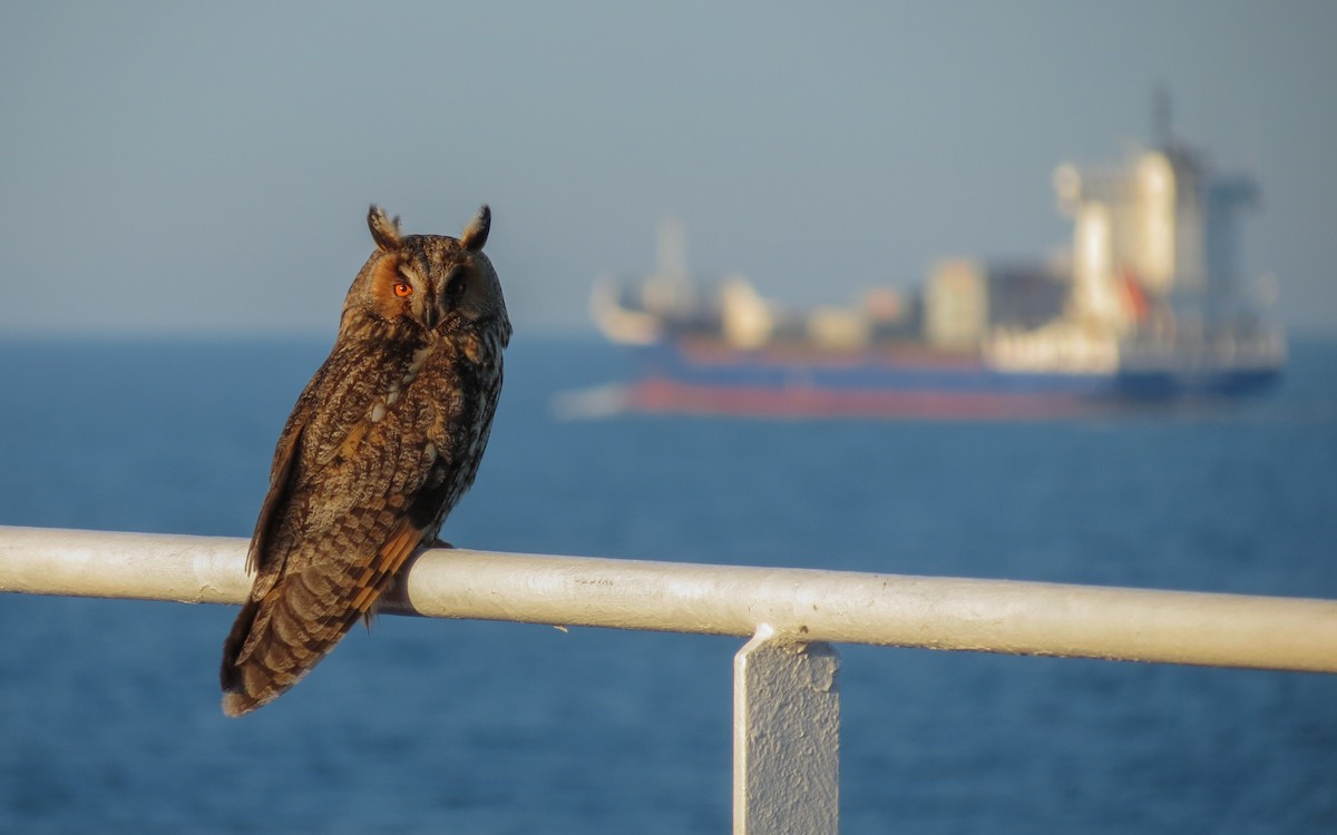 Long-eared Owl - ML546322881
