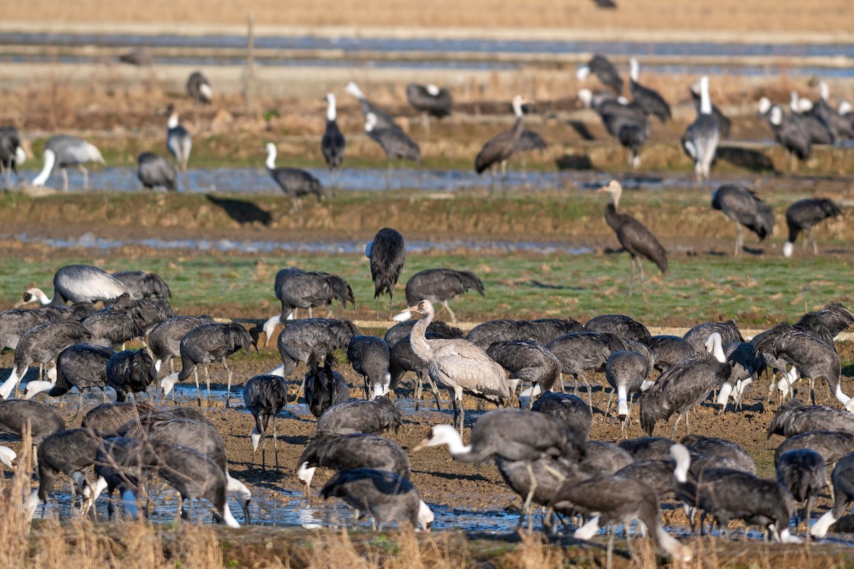 Common Crane - Justin Peter