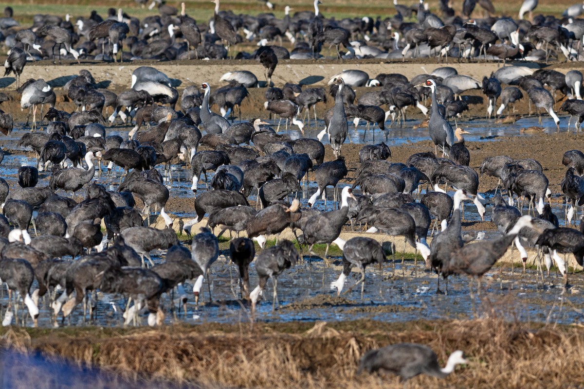 Hooded Crane - ML546323051