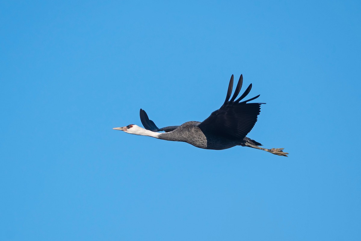 Hooded Crane - ML546323101