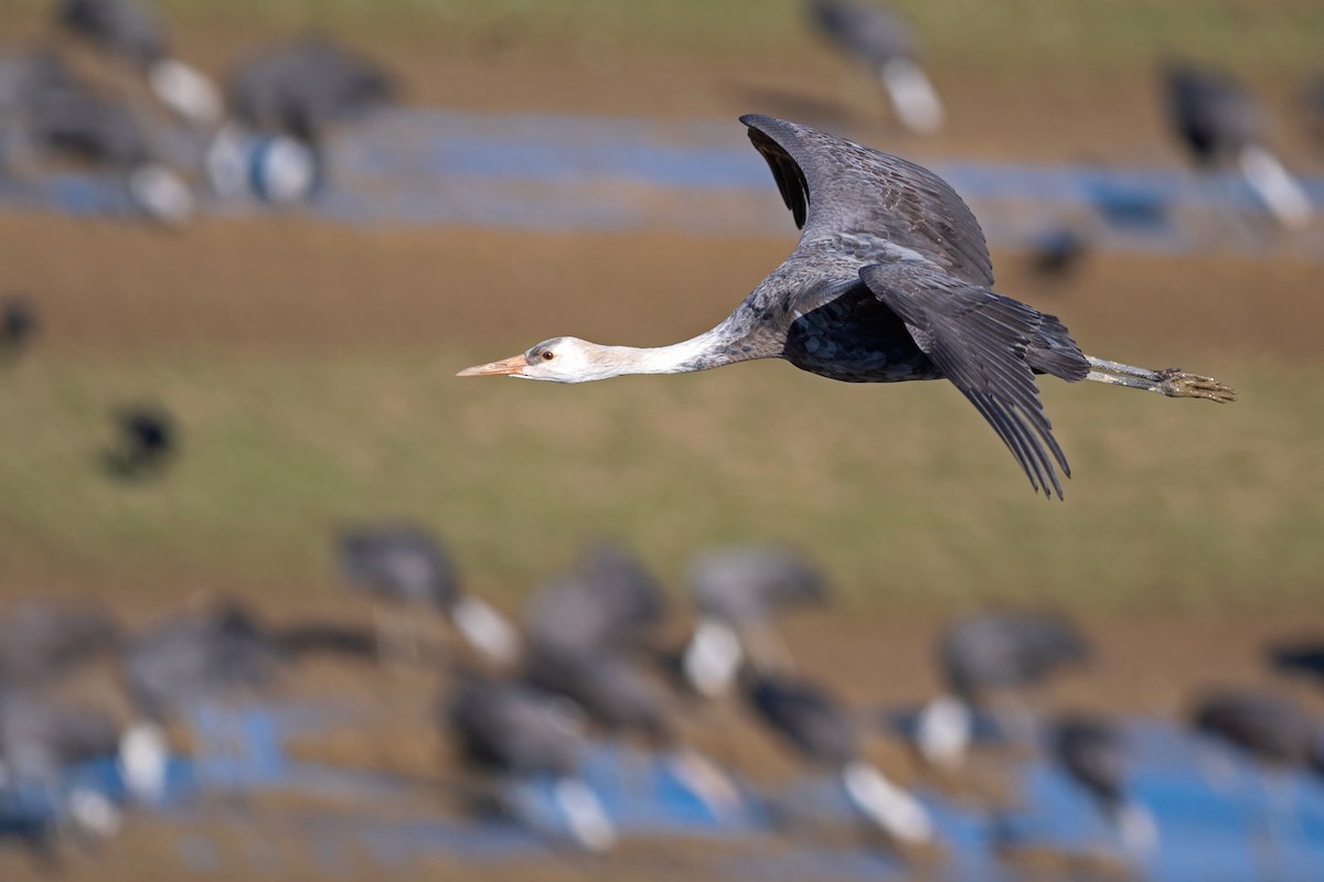 Hooded Crane - Justin Peter